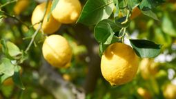 Si tenés un árbol limonero, este es el mejor día para aplicarle abono.