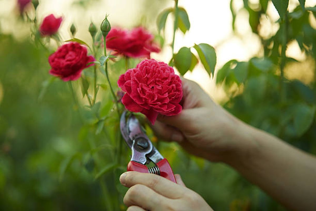 La poda del rosal debe realizarse en junio. La poda del rosal debe realizarse en junio.