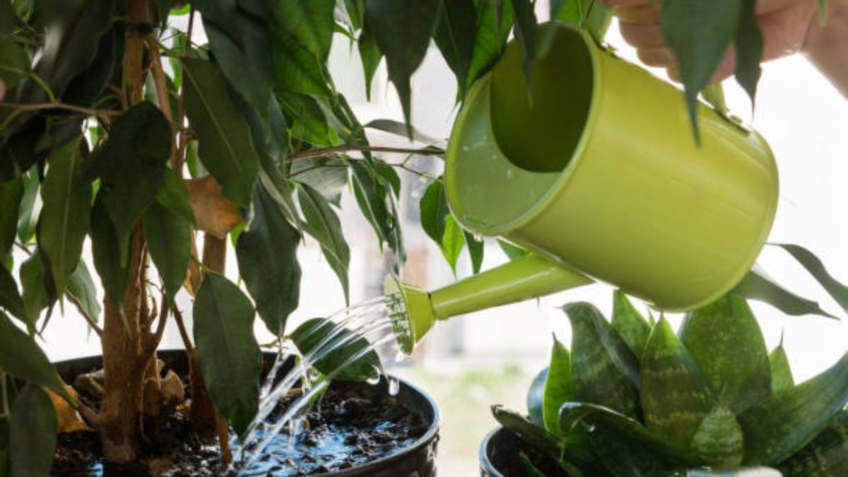 Conocé cuándo conviene regar las plantas en junio.