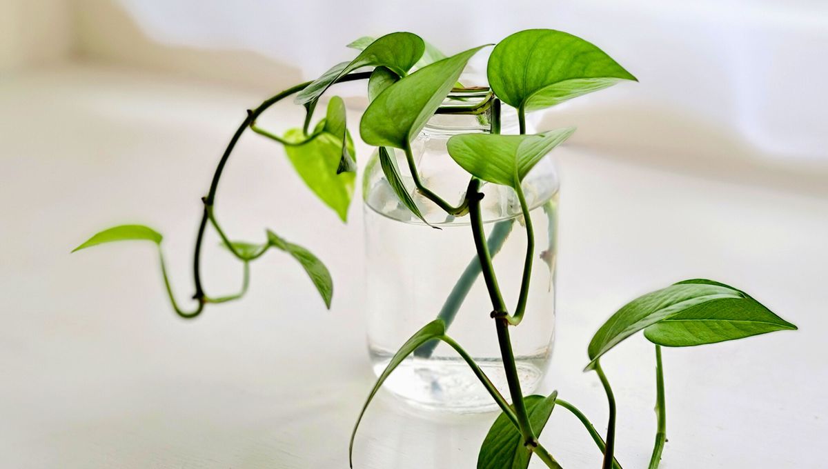 Realiza control de plagas y una limpieza de las hojas con frecuencia Realiza control de plagas y una limpieza de las hojas con frecuencia