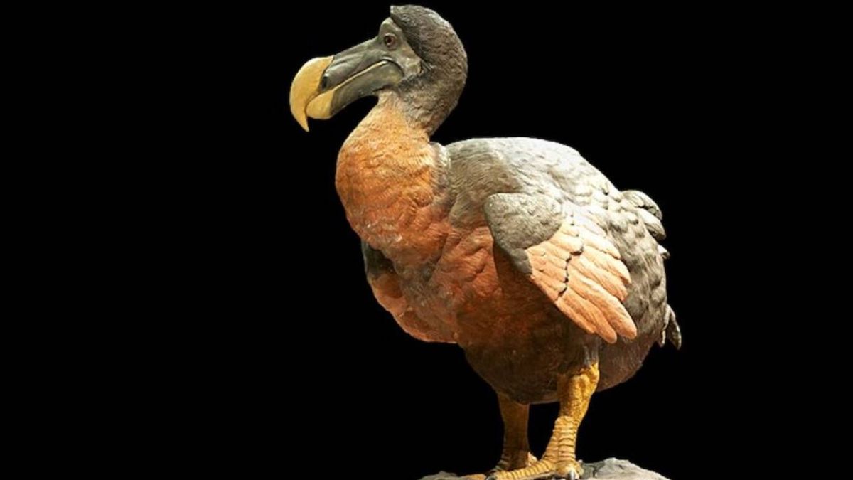 El dodo es otro de los animales que ya está extinto. El dodo es otro de los animales que ya está extinto.