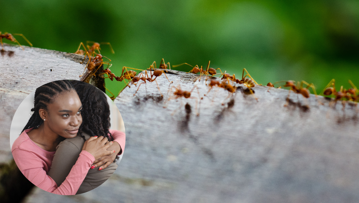 ¿Aparecieron hormigas afuera de tu casa? Este es el oscuro significado y está relacionado con la envidia