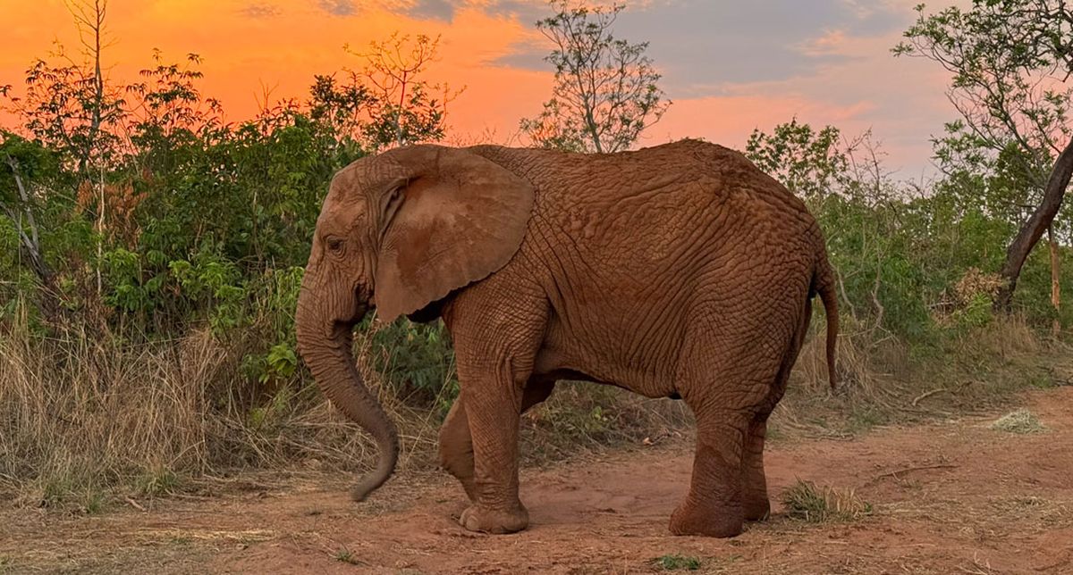 Los últimos días de la elefanta Kenya en Brasil fueron con insomnio, cansancio y respiración agitada