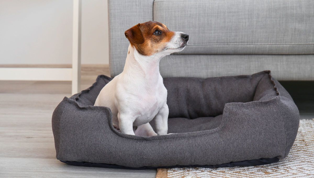 Tu perro debe dormir en una cama para evitar problemas. Tu perro debe dormir en una cama para evitar problemas. 
