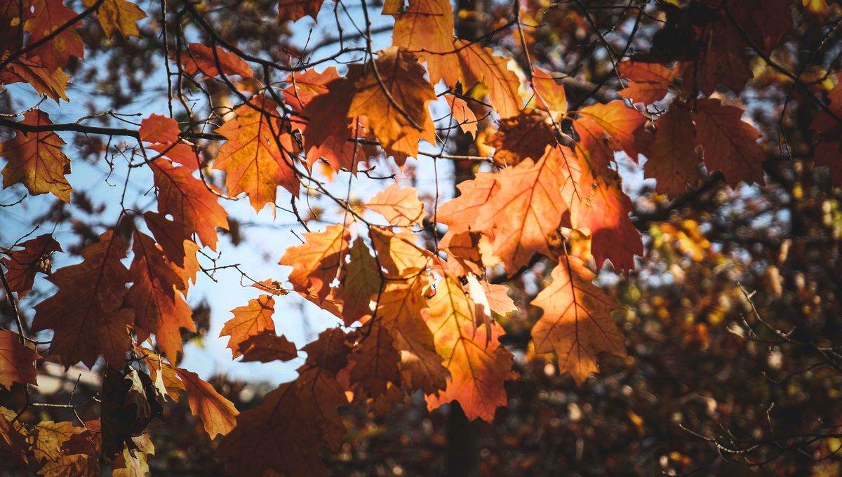 El oto&ntilde;o se destaca por el descenso de la temperatura, noches m&aacute;s largas y la ca&iacute;da de las hojas de los &aacute;rboles.
