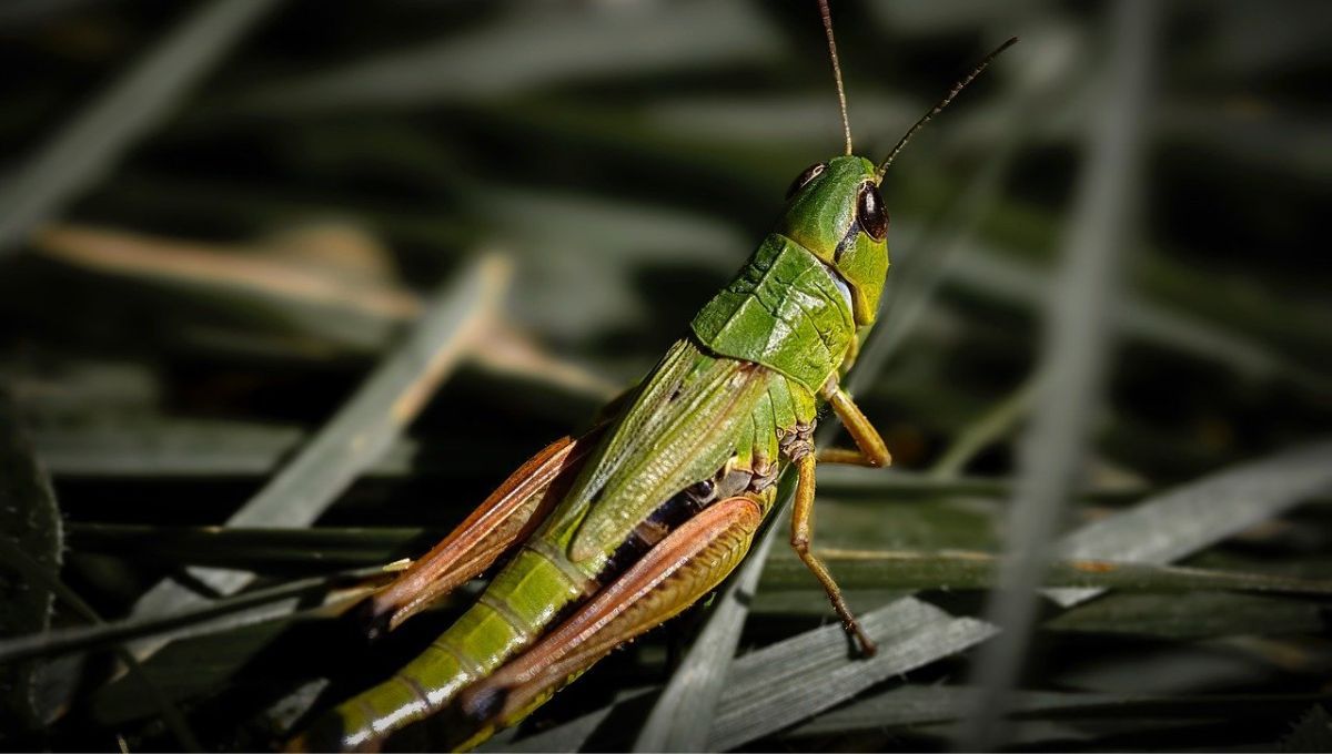 Fuente Diario Mendoza Fuente Diario Mendoza