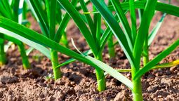 El vegetal extraordinario que ayuda a proteger el organismo de los problemas de salud
