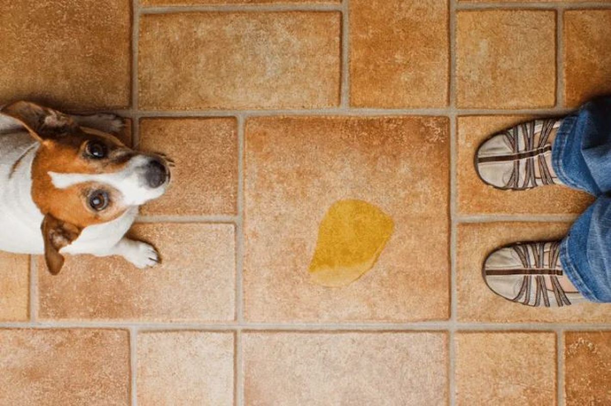 El truco para limpiar el pis de las mascotas