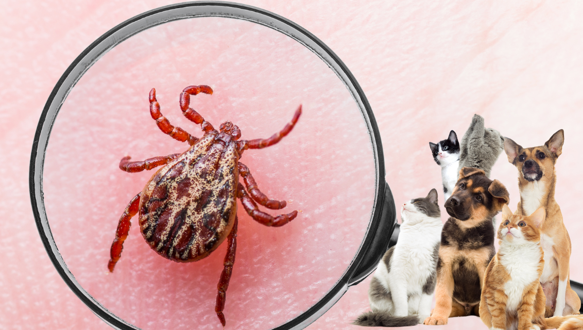 Conocé estos tips para saber a dónde se esconden las garrapatas y cómo alejarlas de tu mascota
