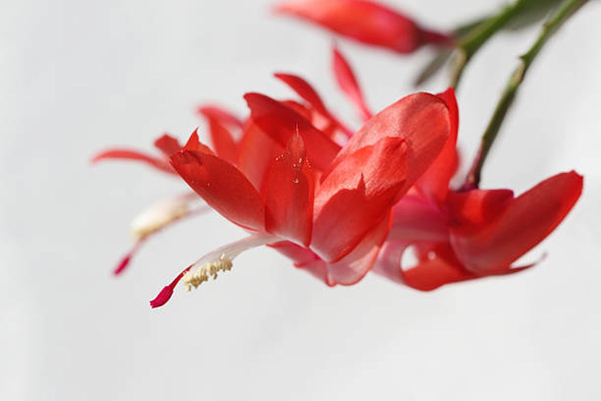 El cactus de Navidad florece en diciembre. El cactus de Navidad florece en diciembre.
