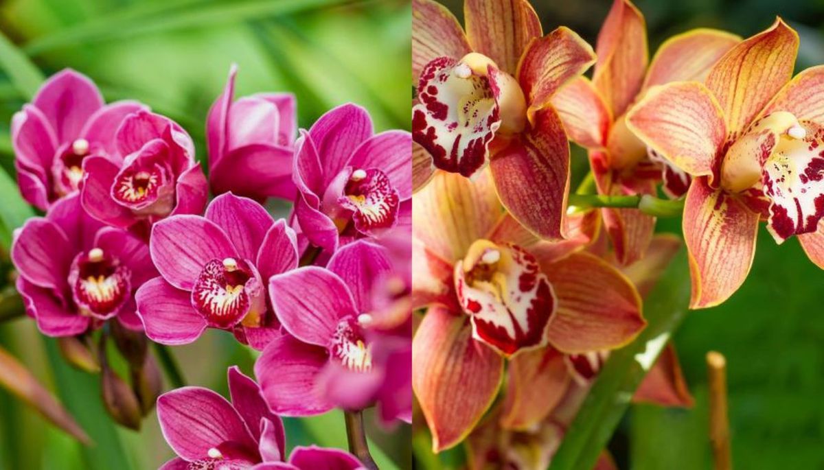 El nombre común de esta planta es orquídea barco o cimbidio. El nombre común de esta planta es orquídea barco o cimbidio.