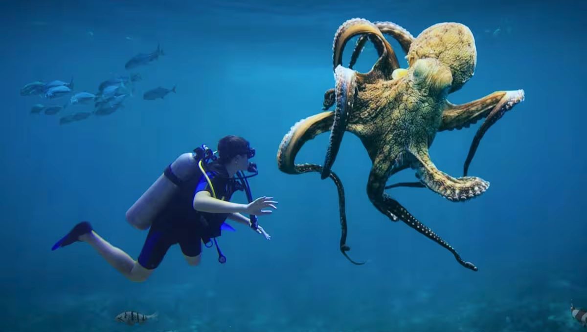 Los pulpos son uno de los animales más inteligentes del planeta