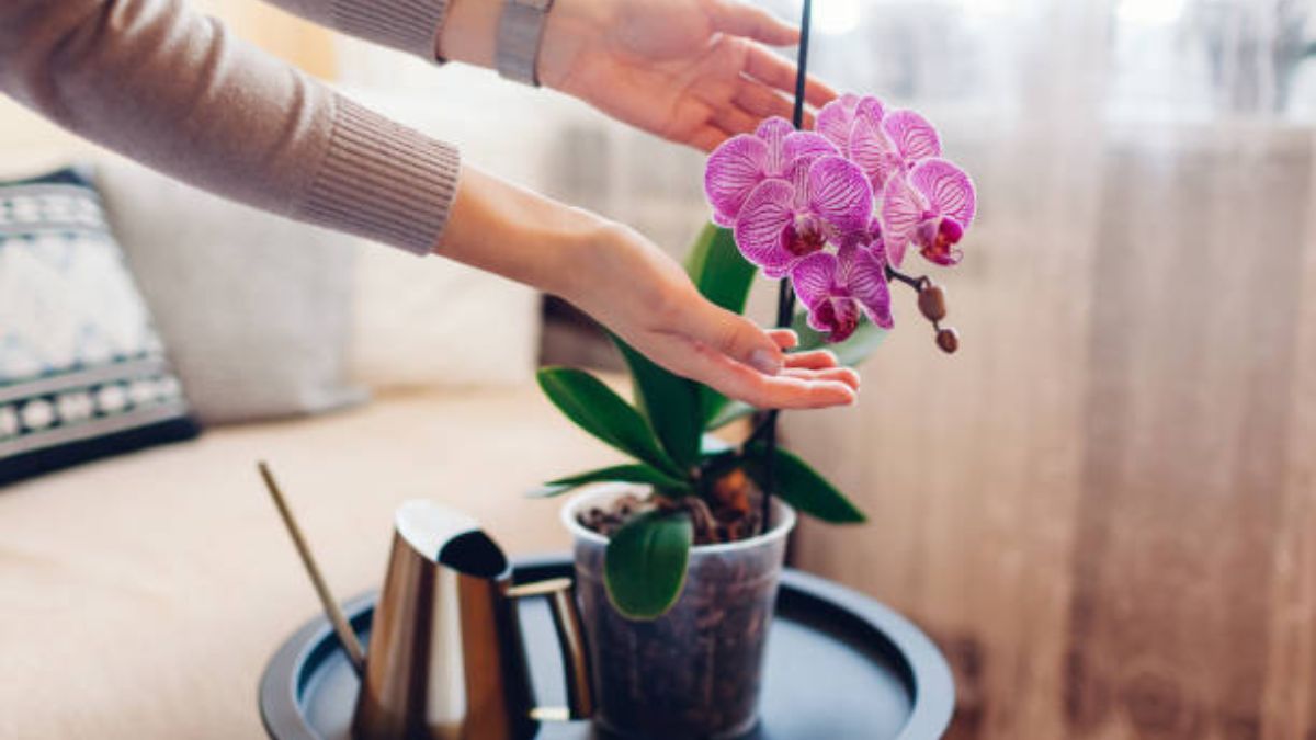 Si estas por trasplantar una orquídea para que siga floreciendo
