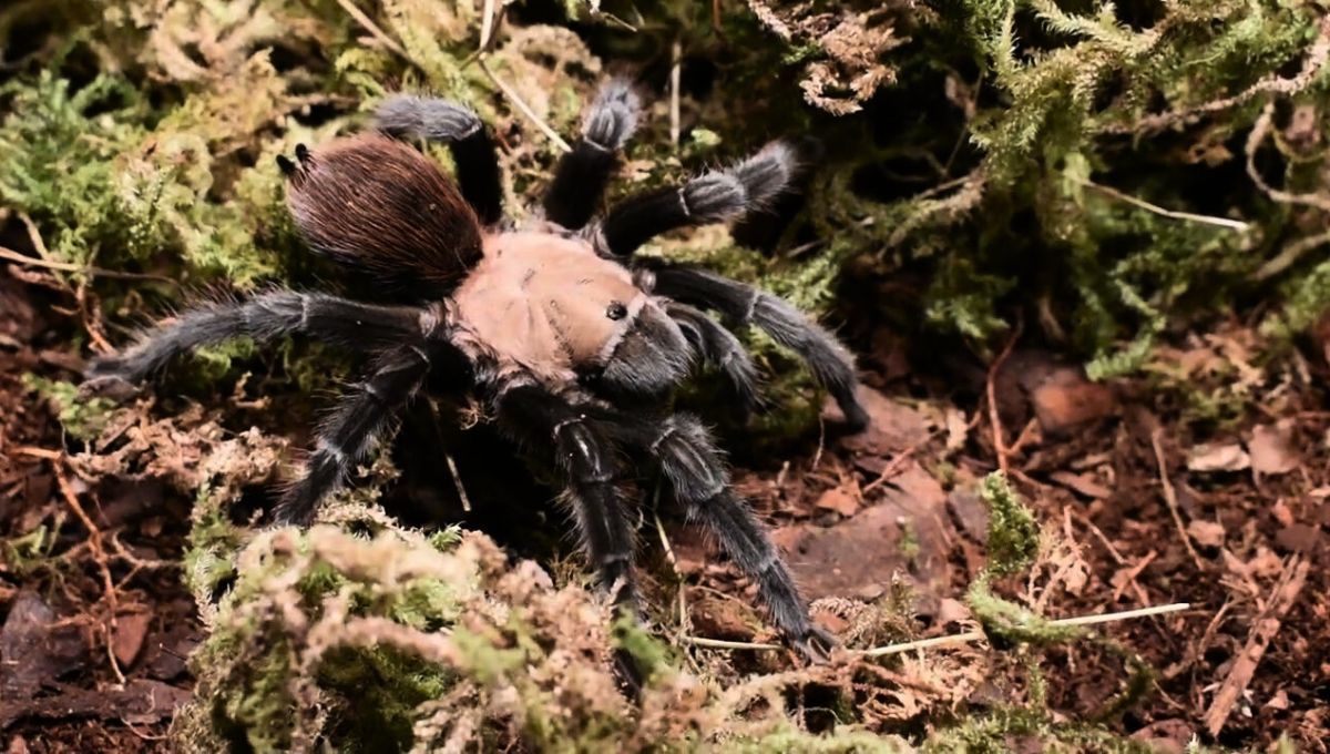 La tarántula es una araña muy común que suele verse principalmente en Europa