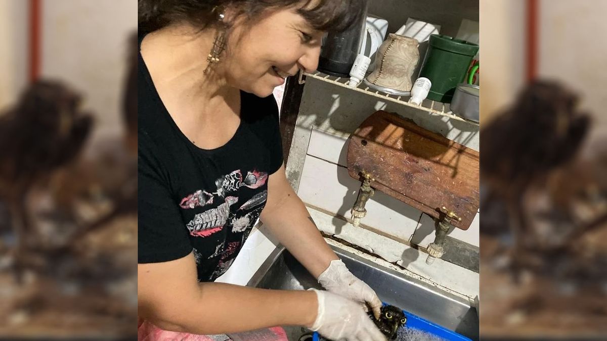 Jennifer Ibarra, titular de la Fundación Cullunche estuvo muy atenta a la evolución de las lechuzas. Jennifer Ibarra, titular de la Fundación Cullunche estuvo muy atenta a la evolución de las lechuzas.