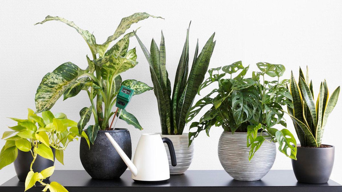 Trucos caseros: 4 plantas de interiores que purifican el ambiente de casa