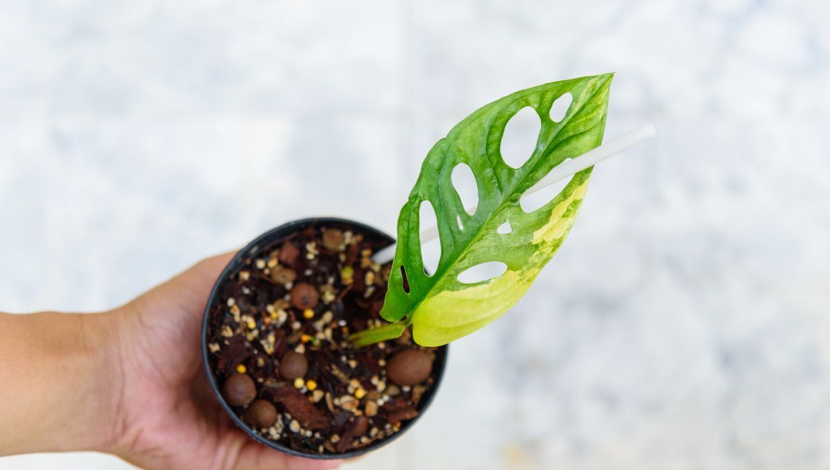 El truco de la abuela para curar las hojas amarillas de la Monstera adansonii&nbsp;