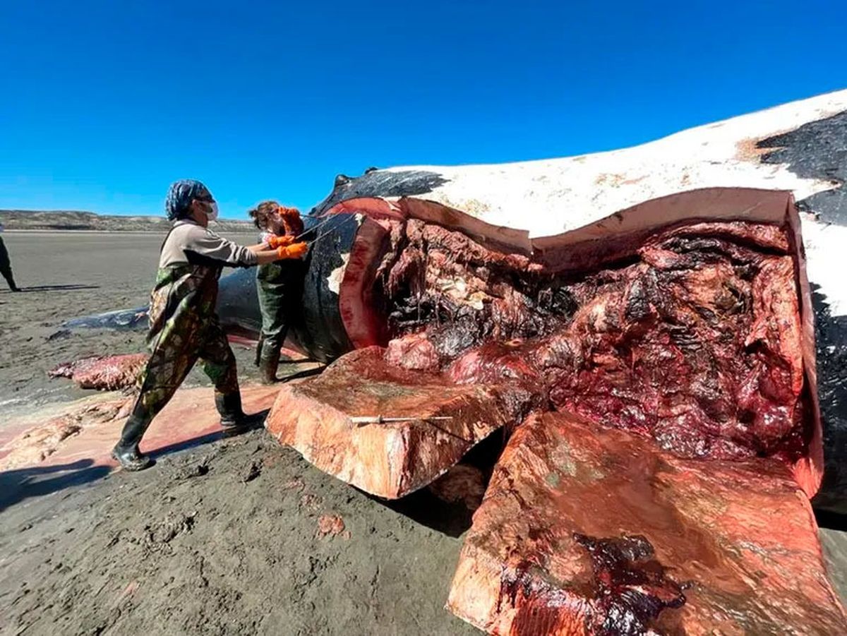 Se presume que una fitotoxina presente en el alimento de las ballenas podr&iacute;a haber causado la muerte.