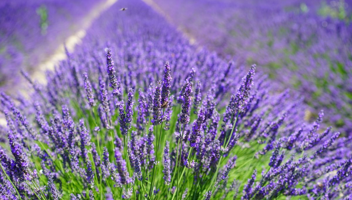Lavanda. Lavanda.