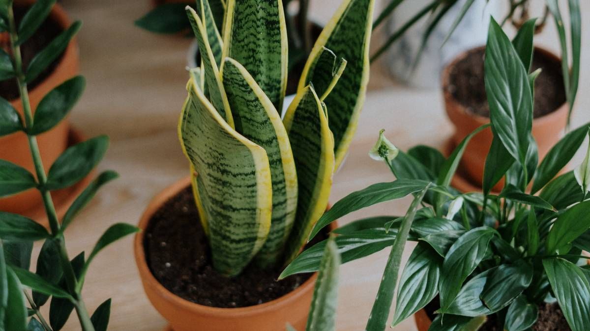 Es recomendable no poner la sansivieria en el baño, en el living o en el cuarto según el Feng Shui. Es recomendable no poner la sansivieria en el baño, en el living o en el cuarto según el Feng Shui.