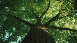 El árbol más viejo del mundo está en América Latina y es motivo de orgullo nacional