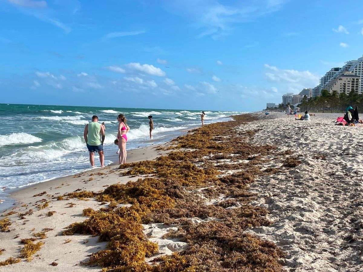 Cada vez más playas del Atlántico se ven atacadas por esta alga.