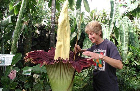 Una rara flor gigante creció en el Museo de Ciencias Naturales de Houston