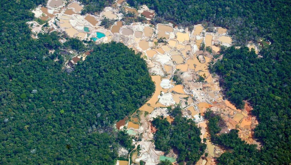 Oportunidad histórica: un yacimiento que combina cantidad y pureza de oro. Oportunidad histórica: un yacimiento que combina cantidad y pureza de oro. 