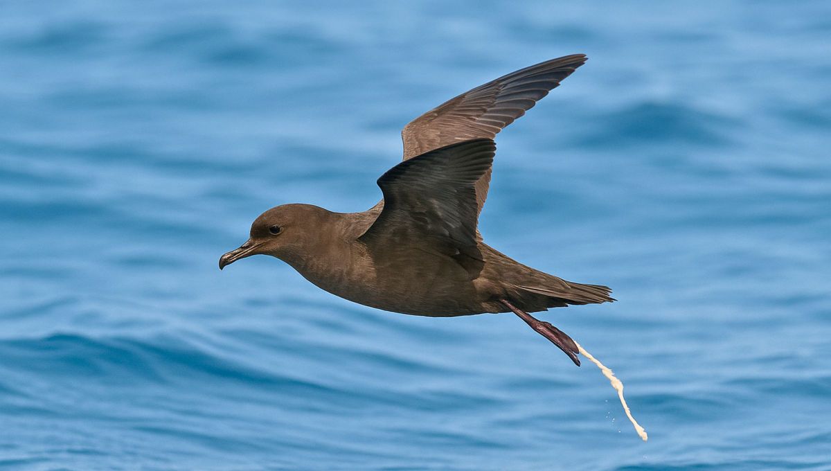 El pájaro que solo defeca mientras está en vuelo: cuál es y por qué tienen esta característica
