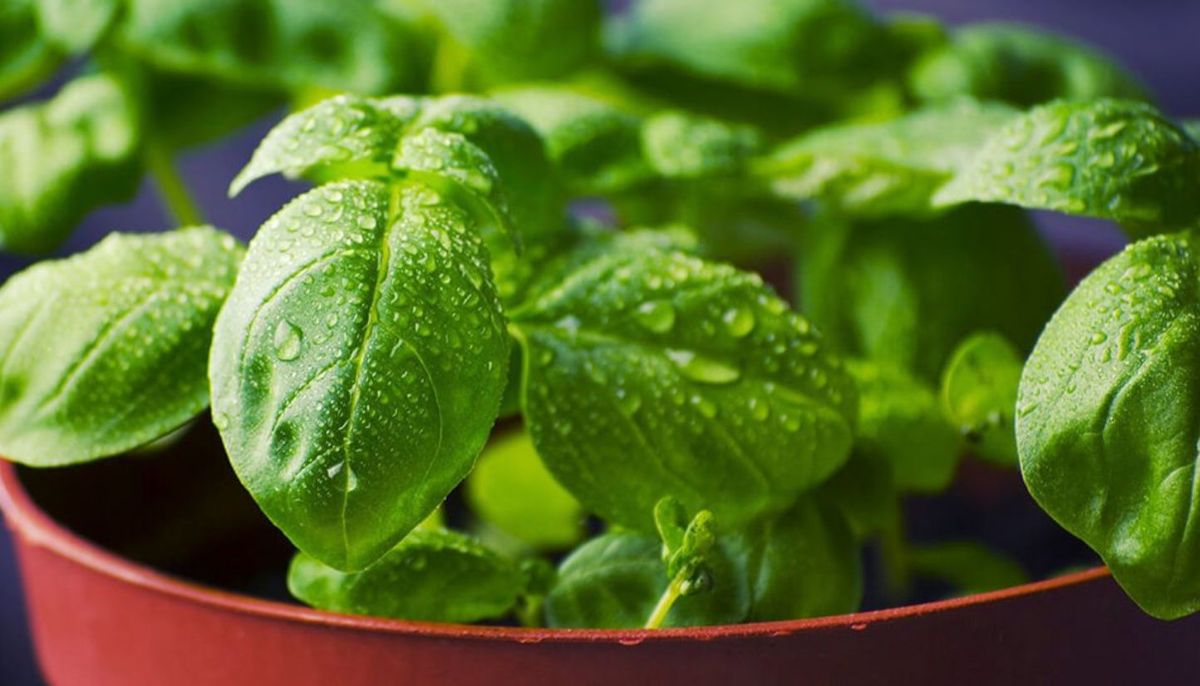 La albahaca es una hierba arom&aacute;tica nativa de las regiones tropicales de &Aacute;frica Central y el sudeste asi&aacute;tico.