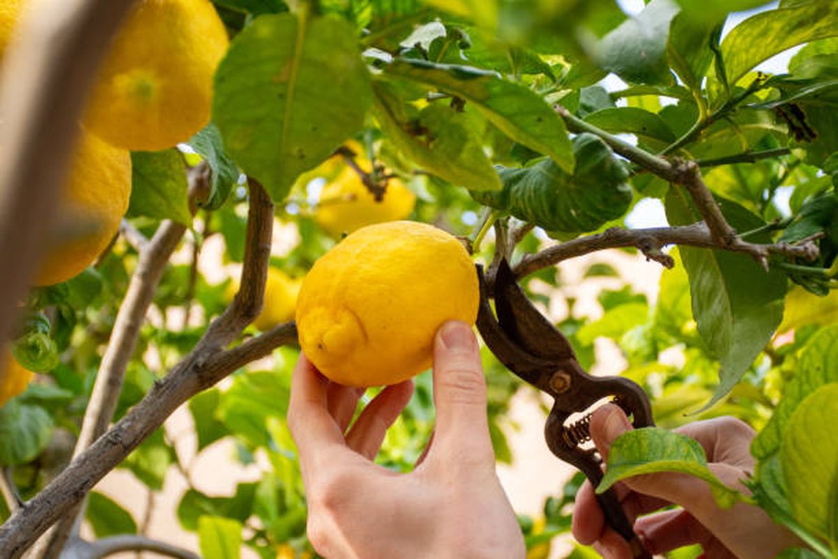 Esta tarea de jardinería te permitirá lograr una cosecha próspera en los meses siguientes. Esta tarea de jardinería te permitirá lograr una cosecha próspera en los meses siguientes.