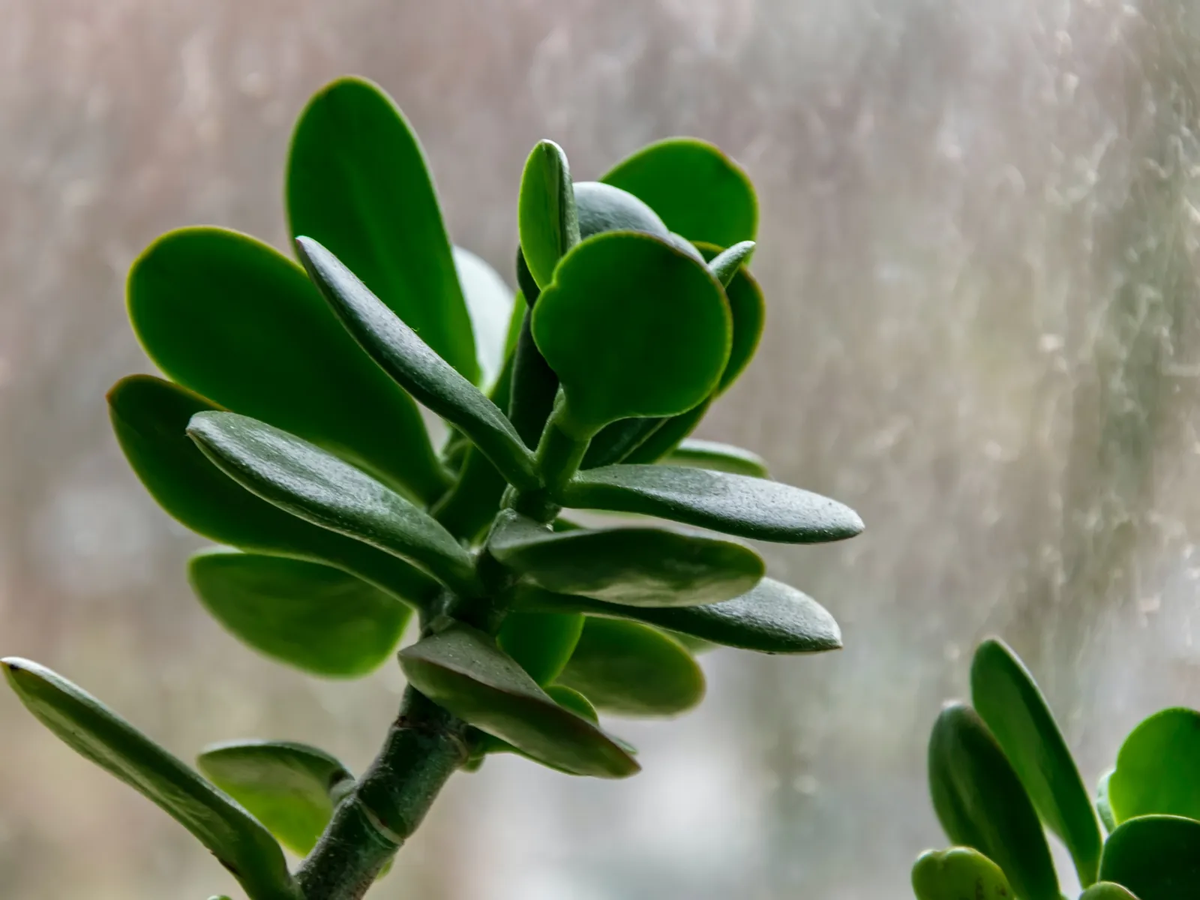 Donde colocar el árbol de jade para atraer abundancia según el Feng Shui