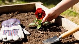 Por esta razón el suelo del jardín debe ser ácido.