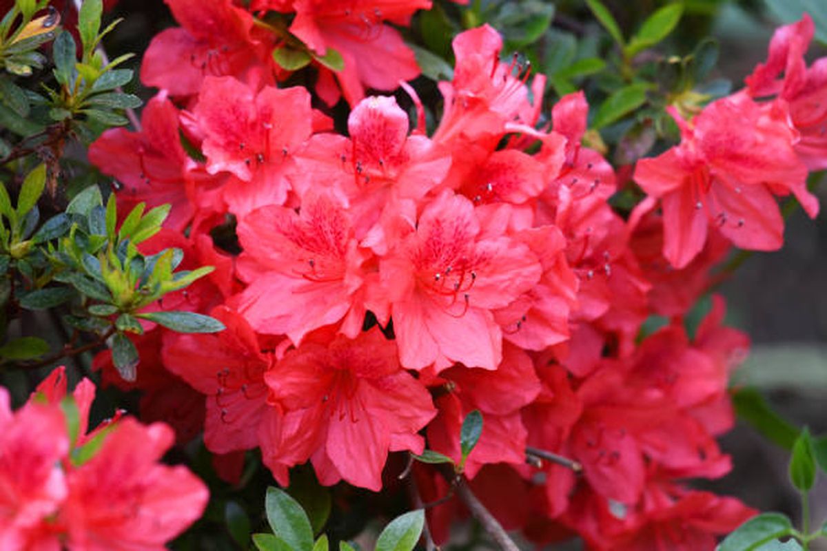 Azalea Azalea