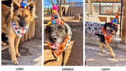 Lobo, Gringo y Happy son tres de los muchos perritos que alberga el refugio Moproa y que ahora buscan un nuevo hogar&nbsp; través de la plataforma Simba de Las Heras. Foto: gentileza Las Heras