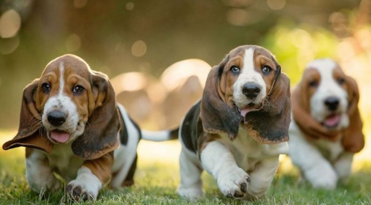 Basset Hound, entre los perros más calmos. Basset Hound, entre los perros más calmos. 