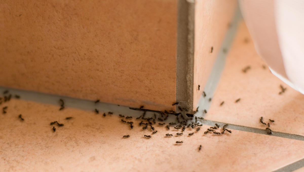 Cómo eliminar hormigas en 2 minutos usando menta