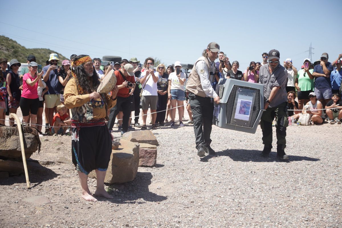 La ceremonia de reinserci&oacute;n del c&oacute;ndor andino juvenil.