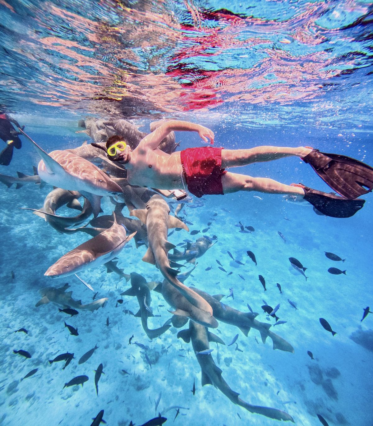 En Maldivias el mendocino nadó con tiburones. En Maldivias el mendocino nadó con tiburones.