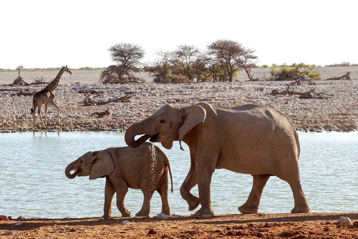El descubrimiento indica que los elefantes adultos son más propensos a utilizar nombres que los jóvenes. El descubrimiento indica que los elefantes adultos son más propensos a utilizar nombres que los jóvenes.