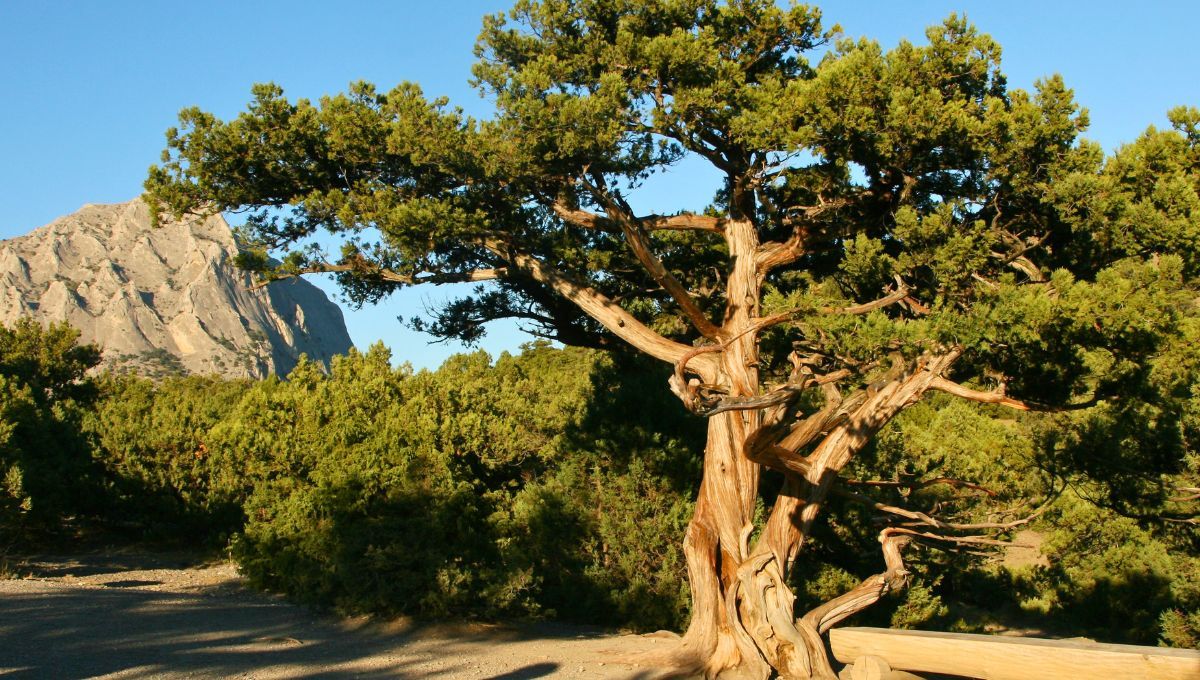 Este árbol tropical dioico (las flores masculinas y femeninas se encuentran en árboles distintos) resinoso y deciduo es nativo del sur de México. Este árbol tropical dioico (las flores masculinas y femeninas se encuentran en árboles distintos) resinoso y deciduo es nativo del sur de México.