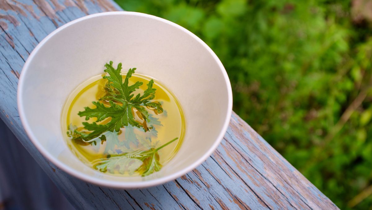 Citronela. Citronela. 