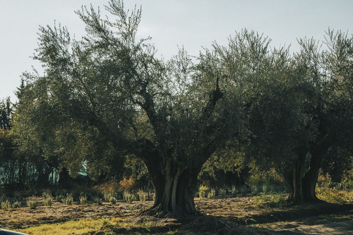 El aceite de oliva es más saludable cuanto mayor sea su contenido en ácido oleico y polifenoles. El aceite de oliva es más saludable cuanto mayor sea su contenido en ácido oleico y polifenoles.