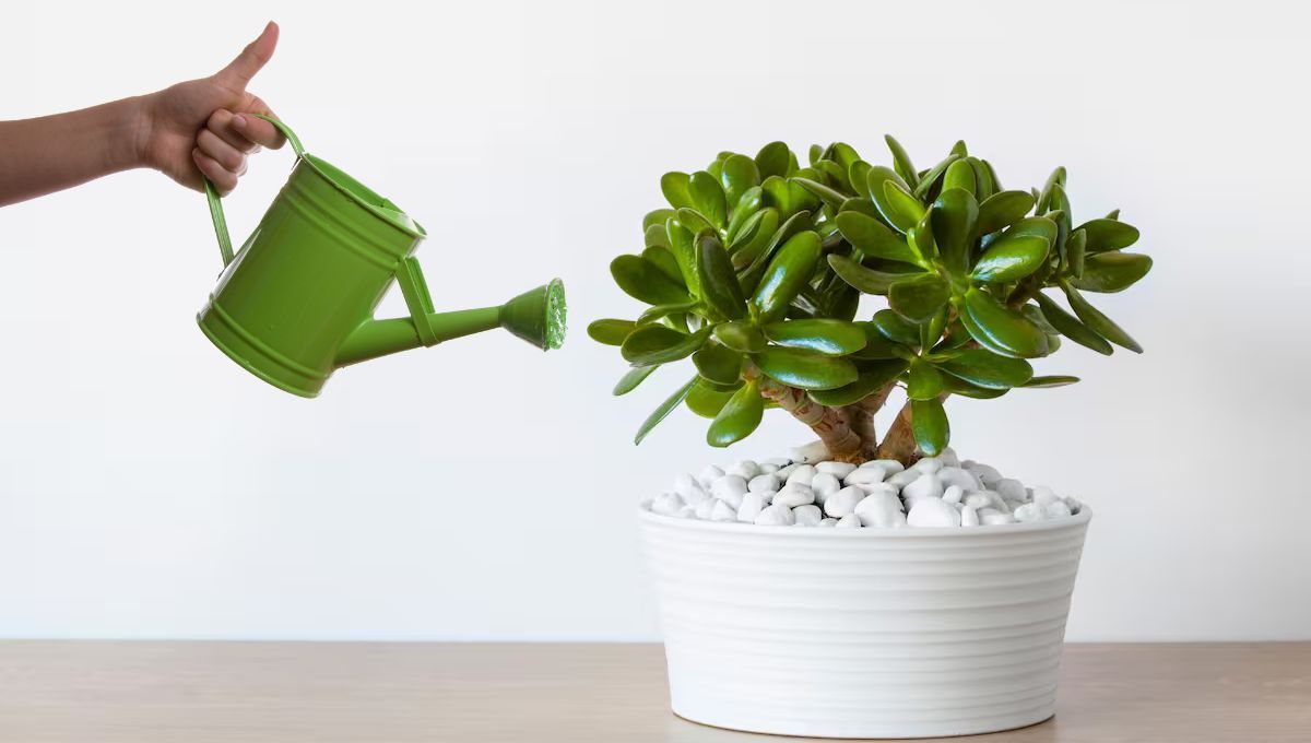 5 tipos de agua que puedes usar para regar tu árbol de Jade y que crezca fuerte