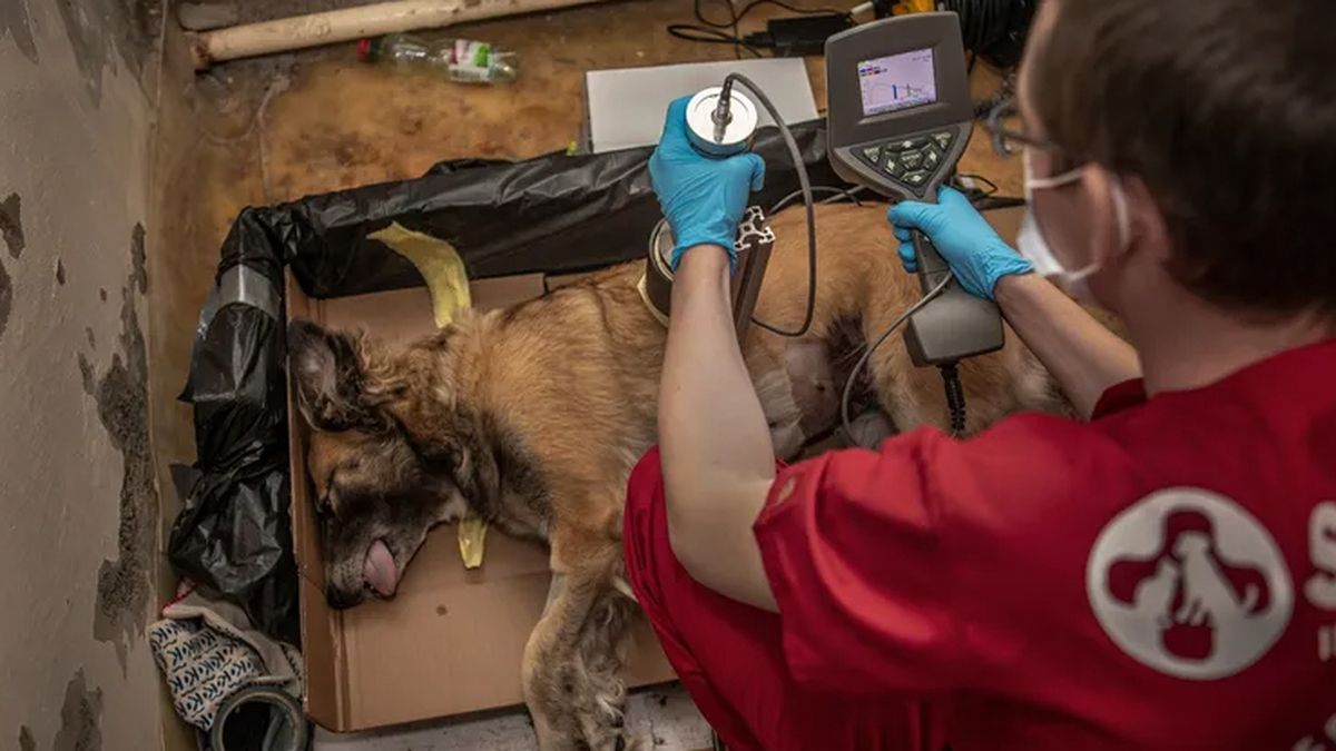Los perros de Chernóbil han mostrado 