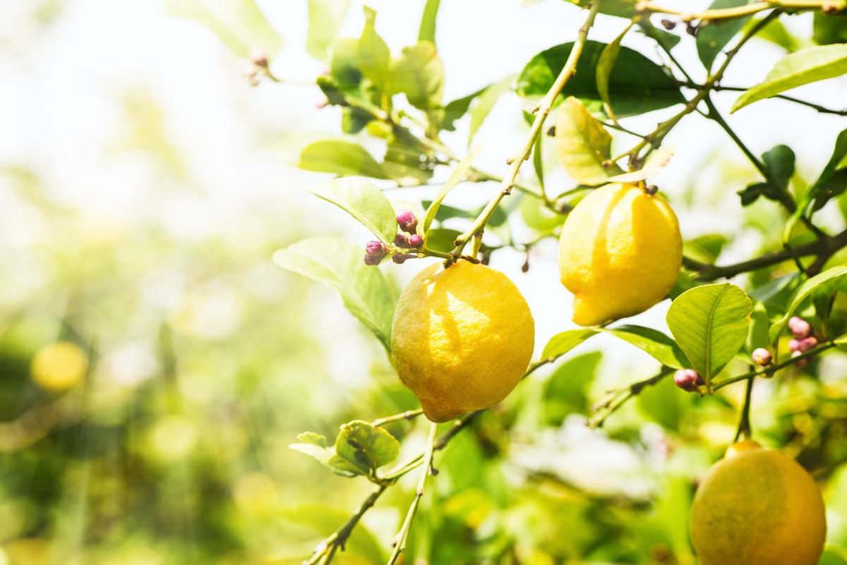 No es por el riego: la razón más común por la que se pudren los limones en el limonero No es por el riego: la razón más común por la que se pudren los limones en el limonero