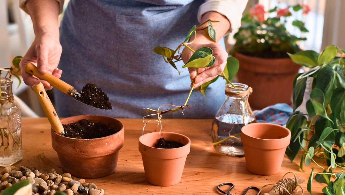 Es importante realizar el cambio de maceta de las plantas una vez al año.