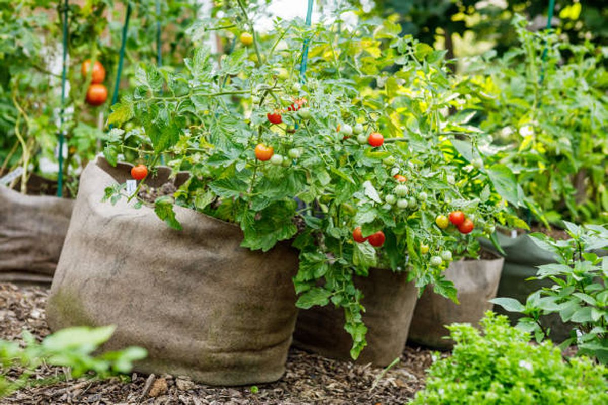 Maceta textil, la mejor opción para tu árbol frutal. Maceta textil, la mejor opción para tu árbol frutal.