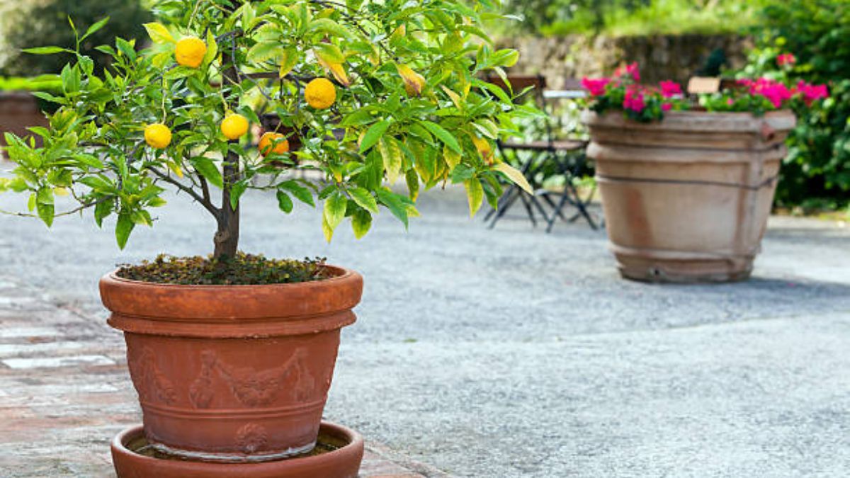 Estos árboles frutales crecen perfectamente en maceta.