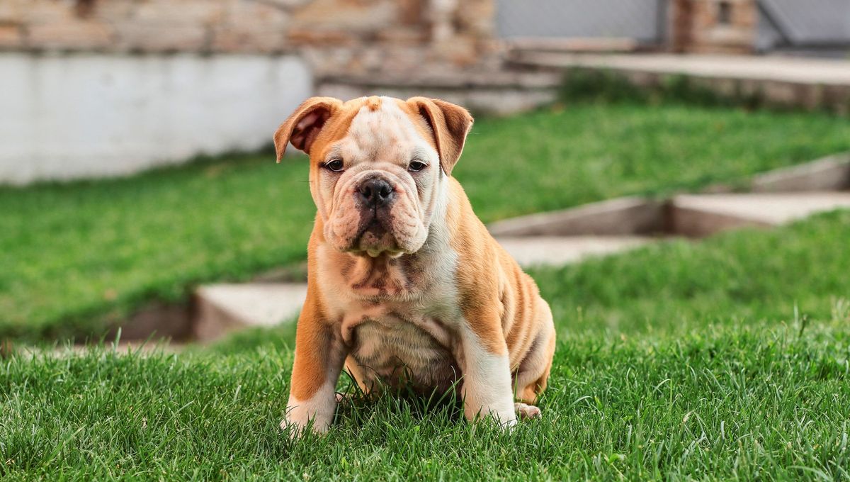 Ambas razas son igualmente compañeras y leales. Ambas razas son igualmente compañeras y leales.
